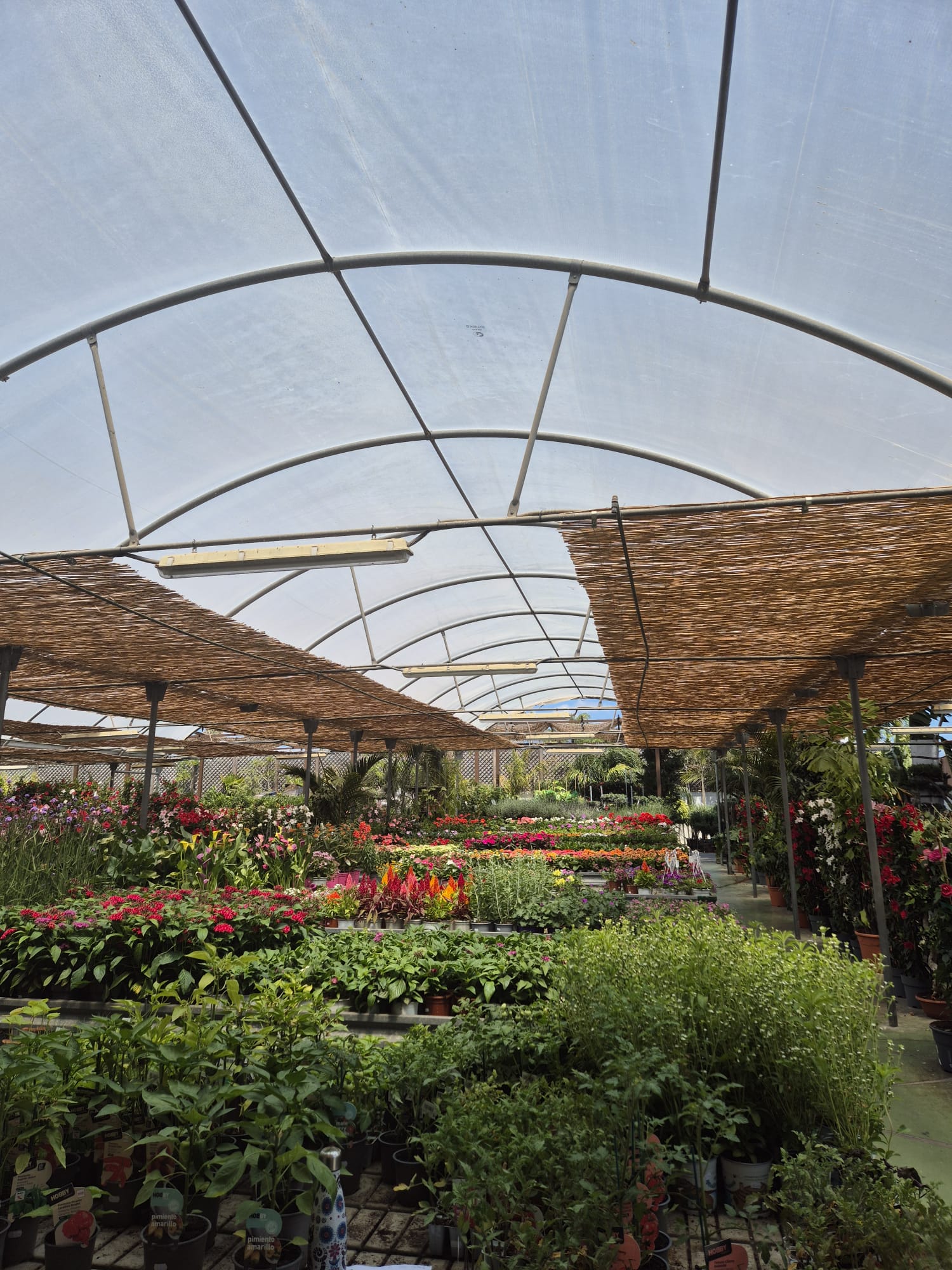Large selection of outdoor plants and ornamental shrubs at Garden Center Linda Vista Marbella