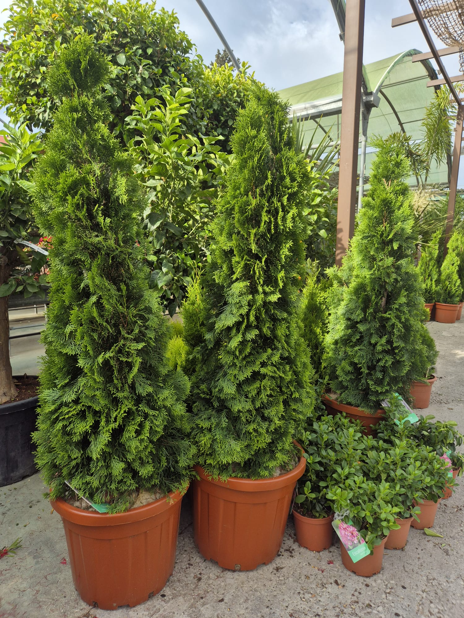 Moroccan and artisan pottery collection at Garden Center Linda Vista Marbella nursery