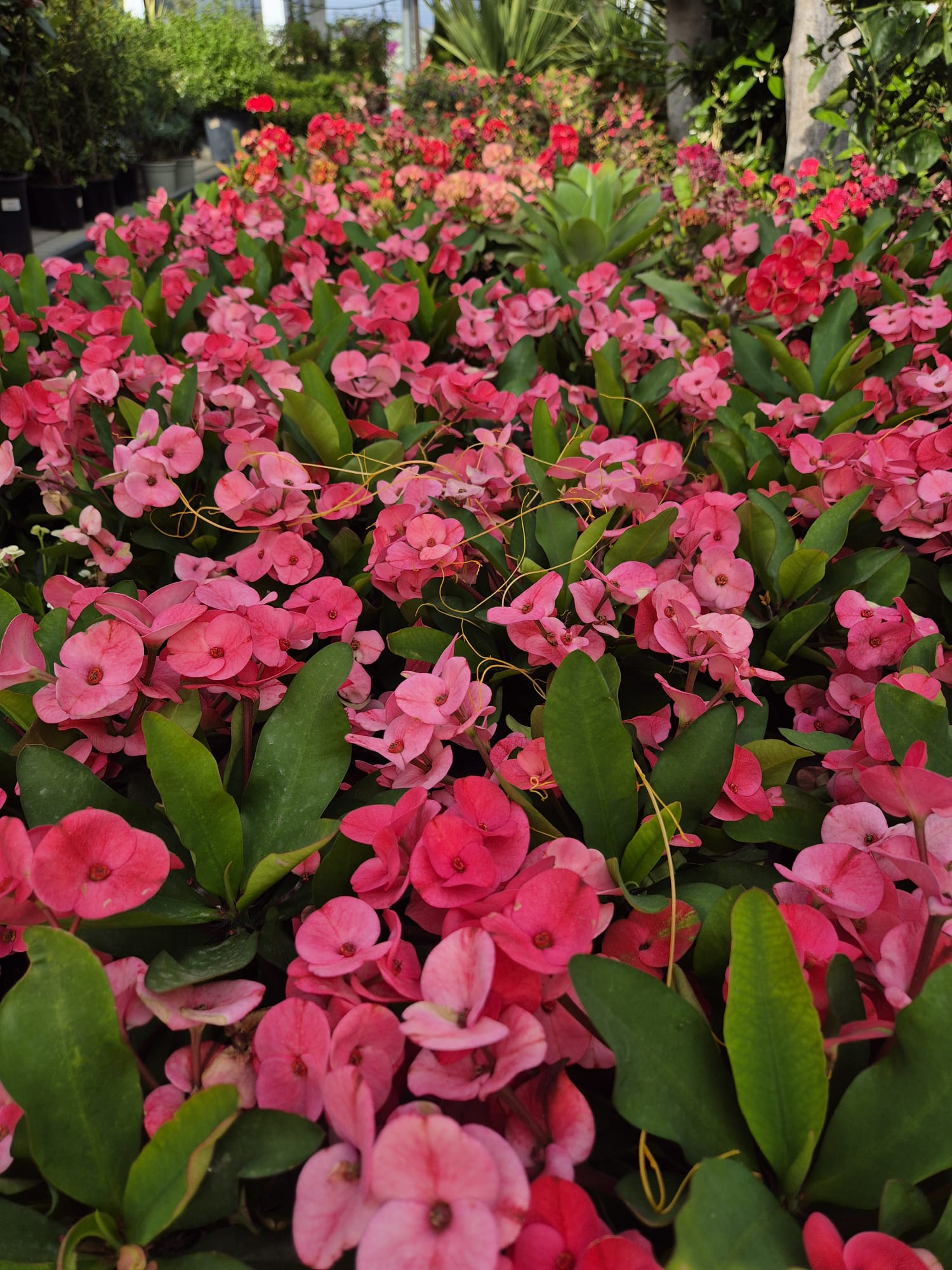 Well-maintained outdoor garden display and plant arrangement at Garden Center Linda Vista