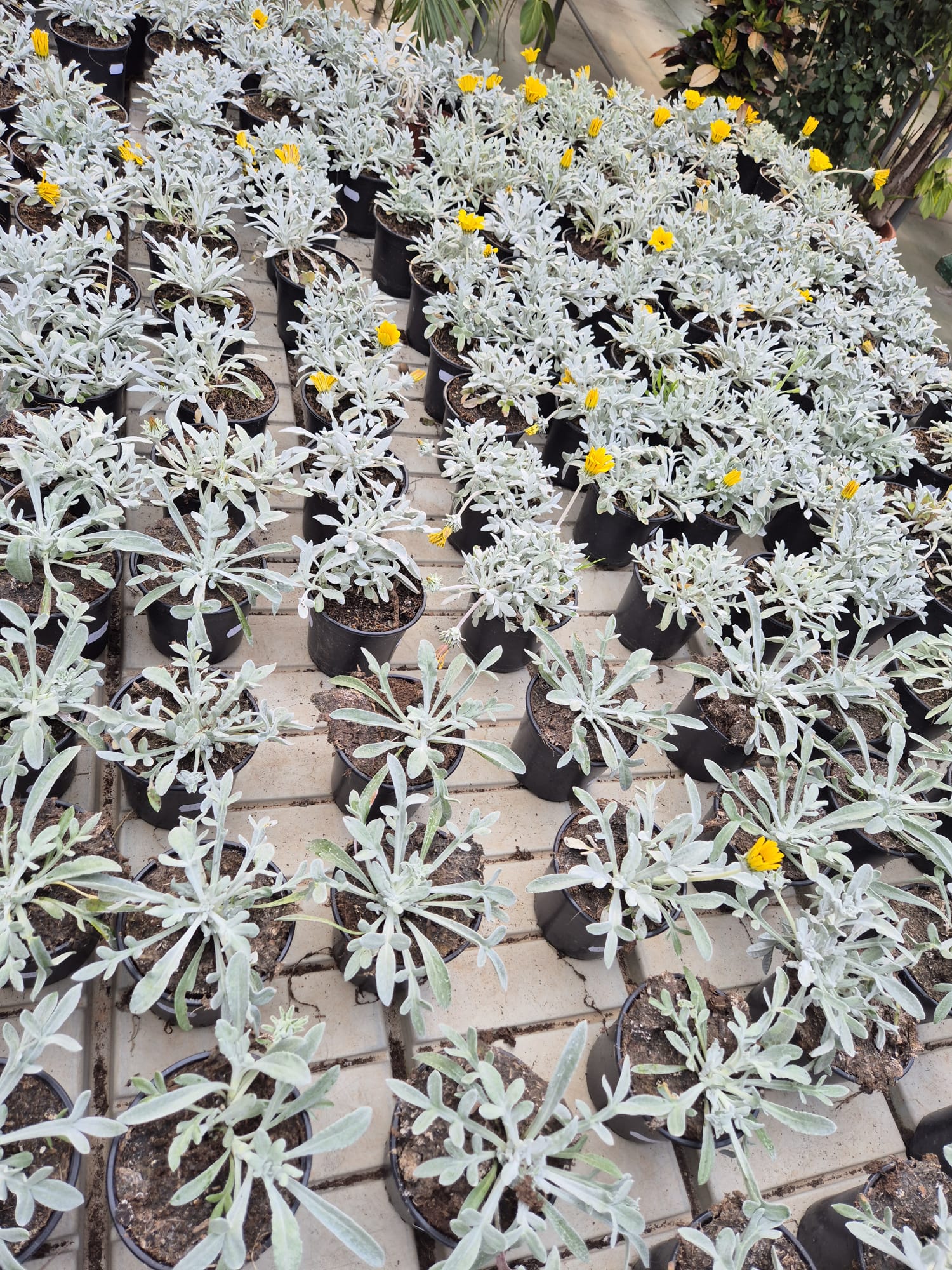 Plant displays and seasonal flowers at Garden Center Linda Vista Marbella
