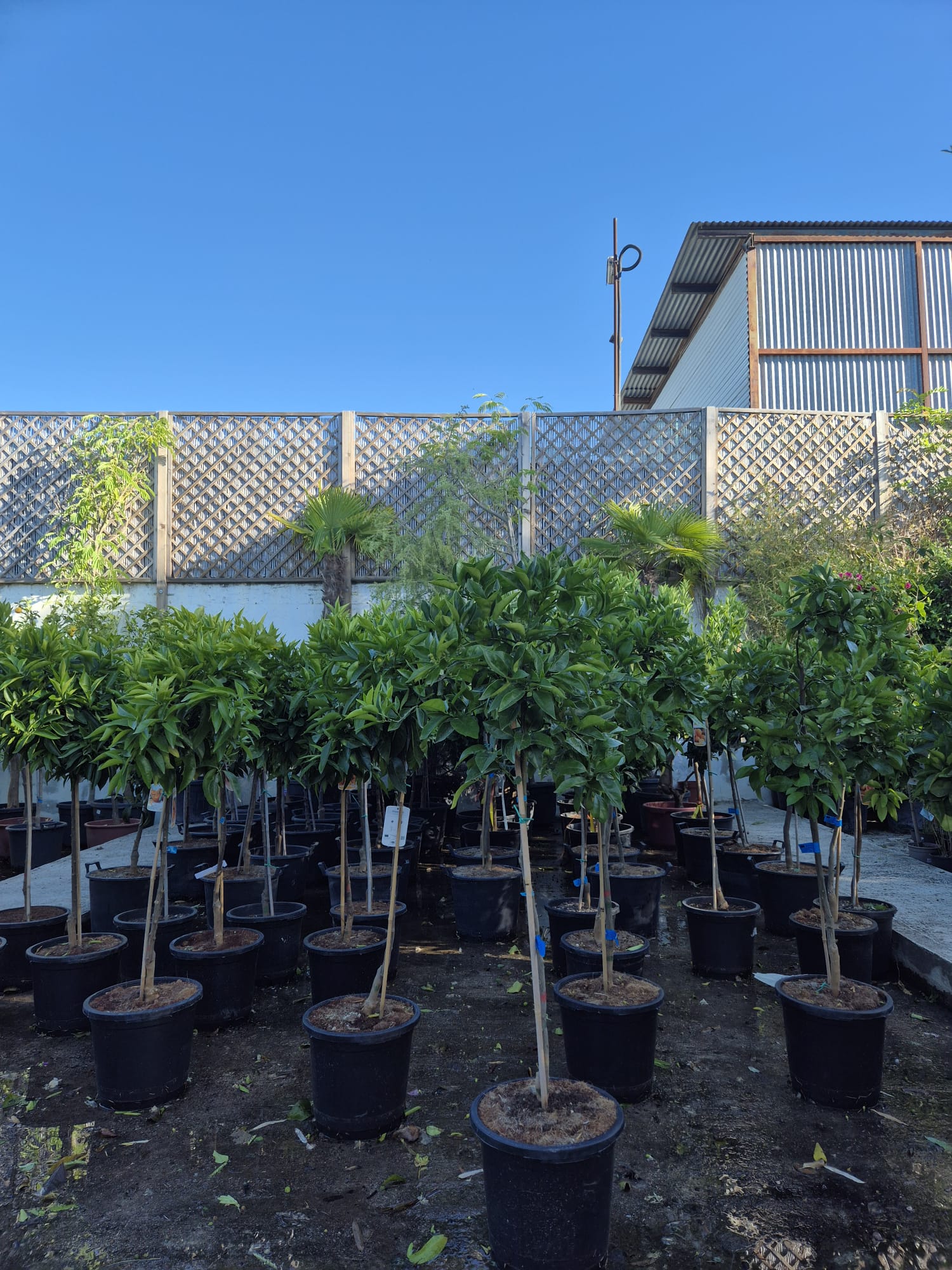 Ornamental plants and garden decoration at Garden Center Linda Vista