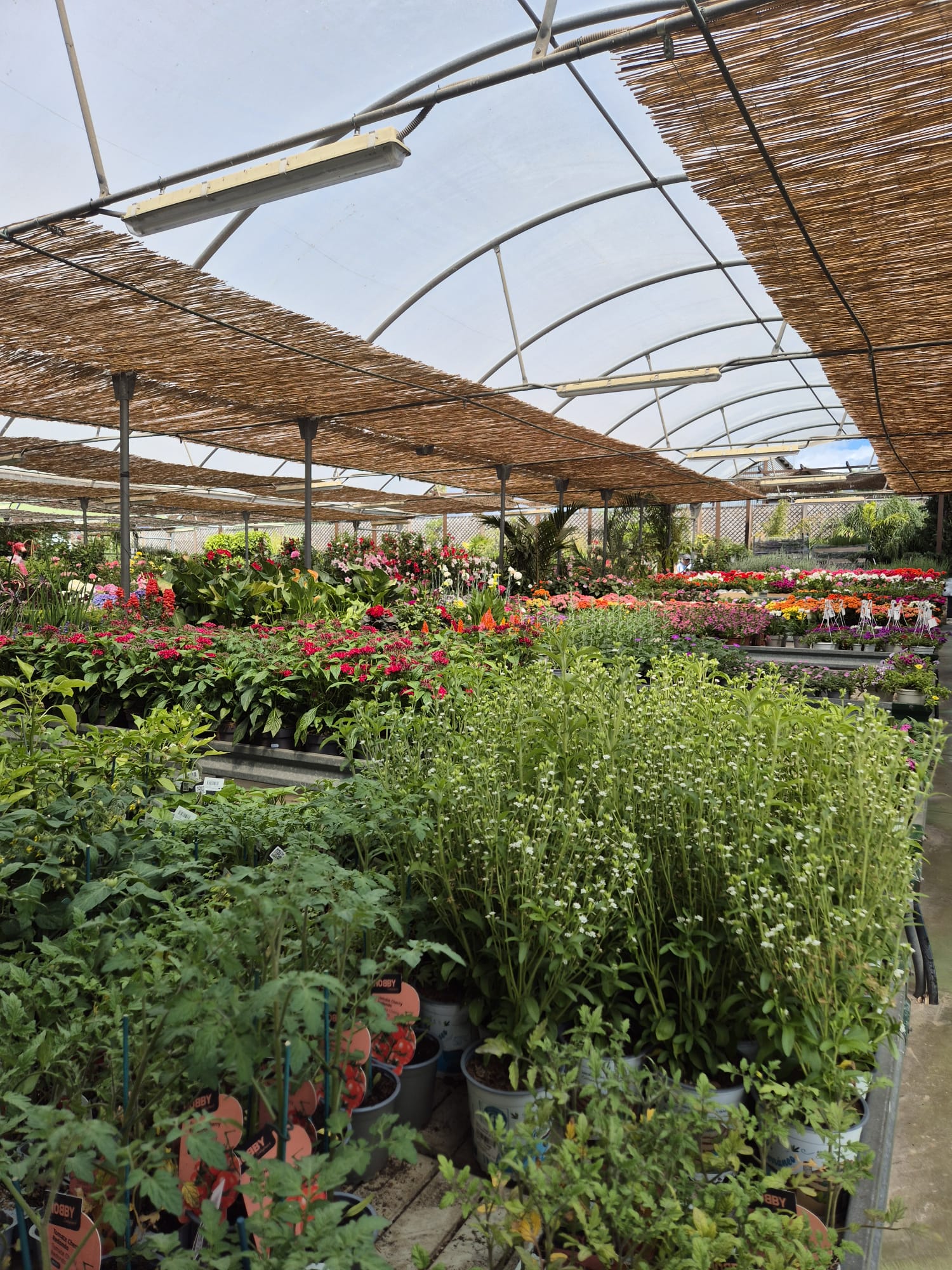Indoor and tropical plants section at Garden Center Linda Vista nursery