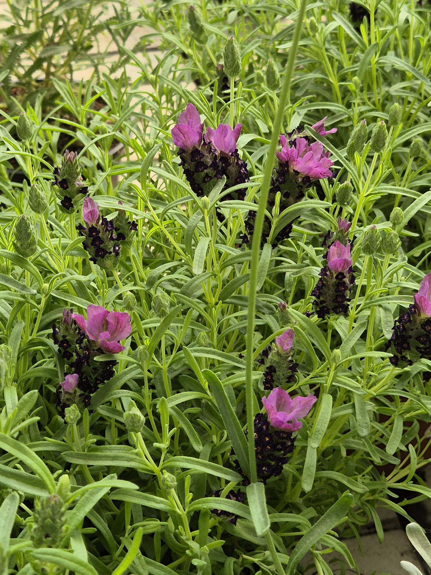 Seasonal flowering plants at Garden Center Linda Vista Marbella