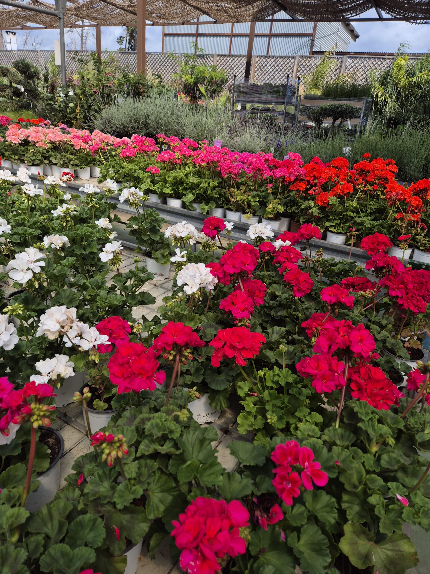 Outdoor plants and landscape decoration at Linda Vista nursery Costa del Sol