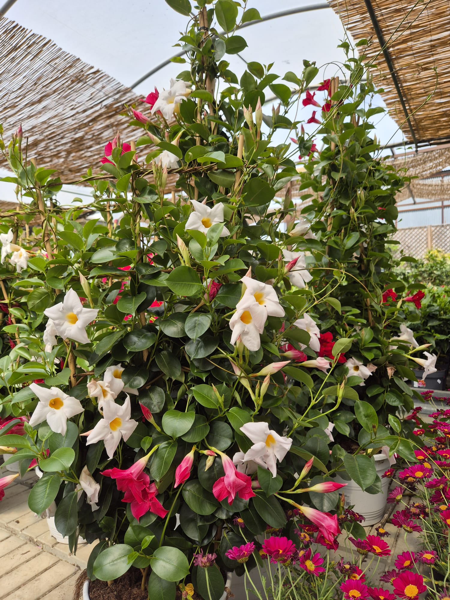 Terracotta and glazed pottery at Garden Center Linda Vista Marbella