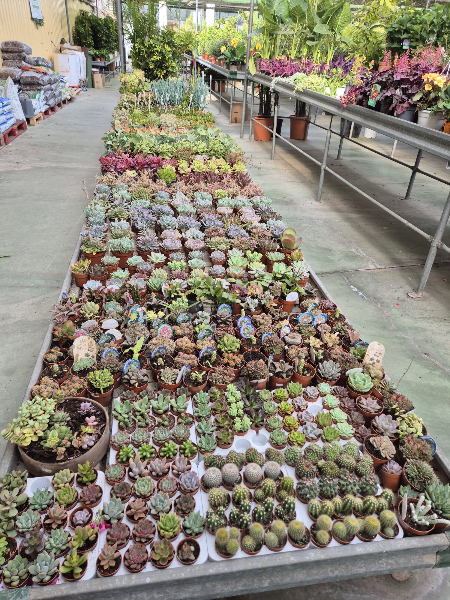 Outdoor plant selection at Garden Center Linda Vista for Mediterranean gardens Marbella
