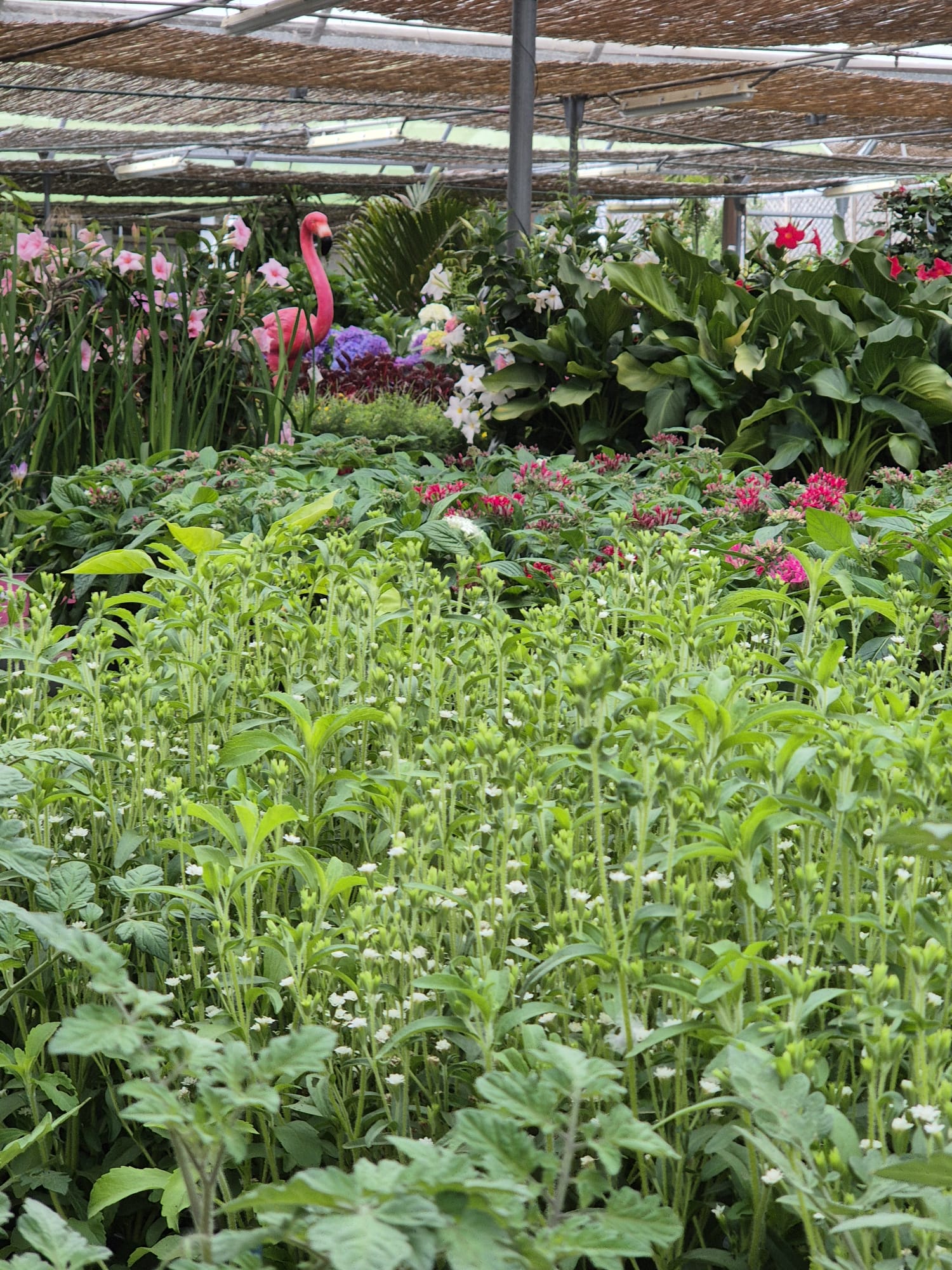 Garden Center Linda Vista nursery outdoor section with plants and trees
