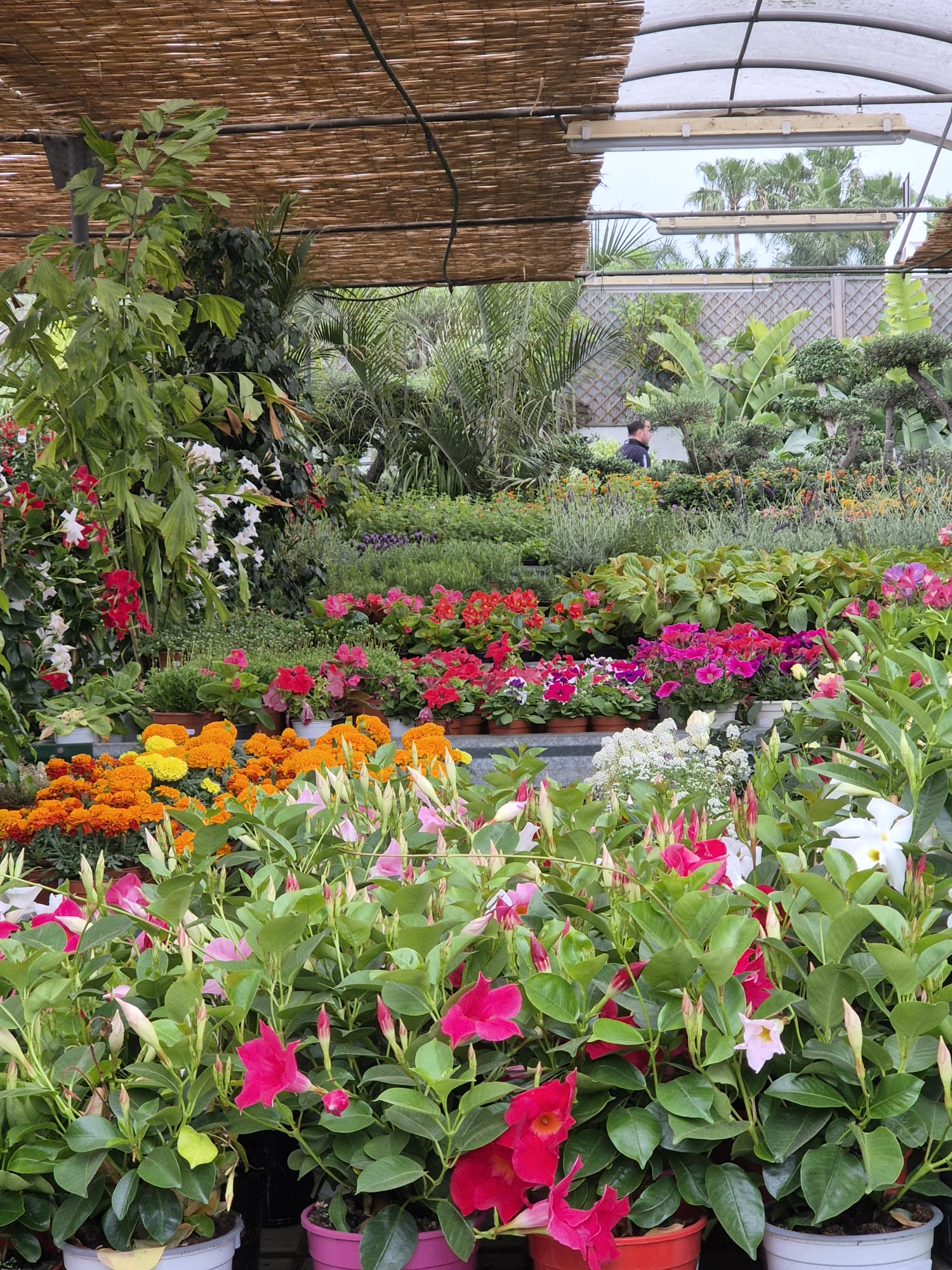 Plants at Garden Center Linda Vista Marbella