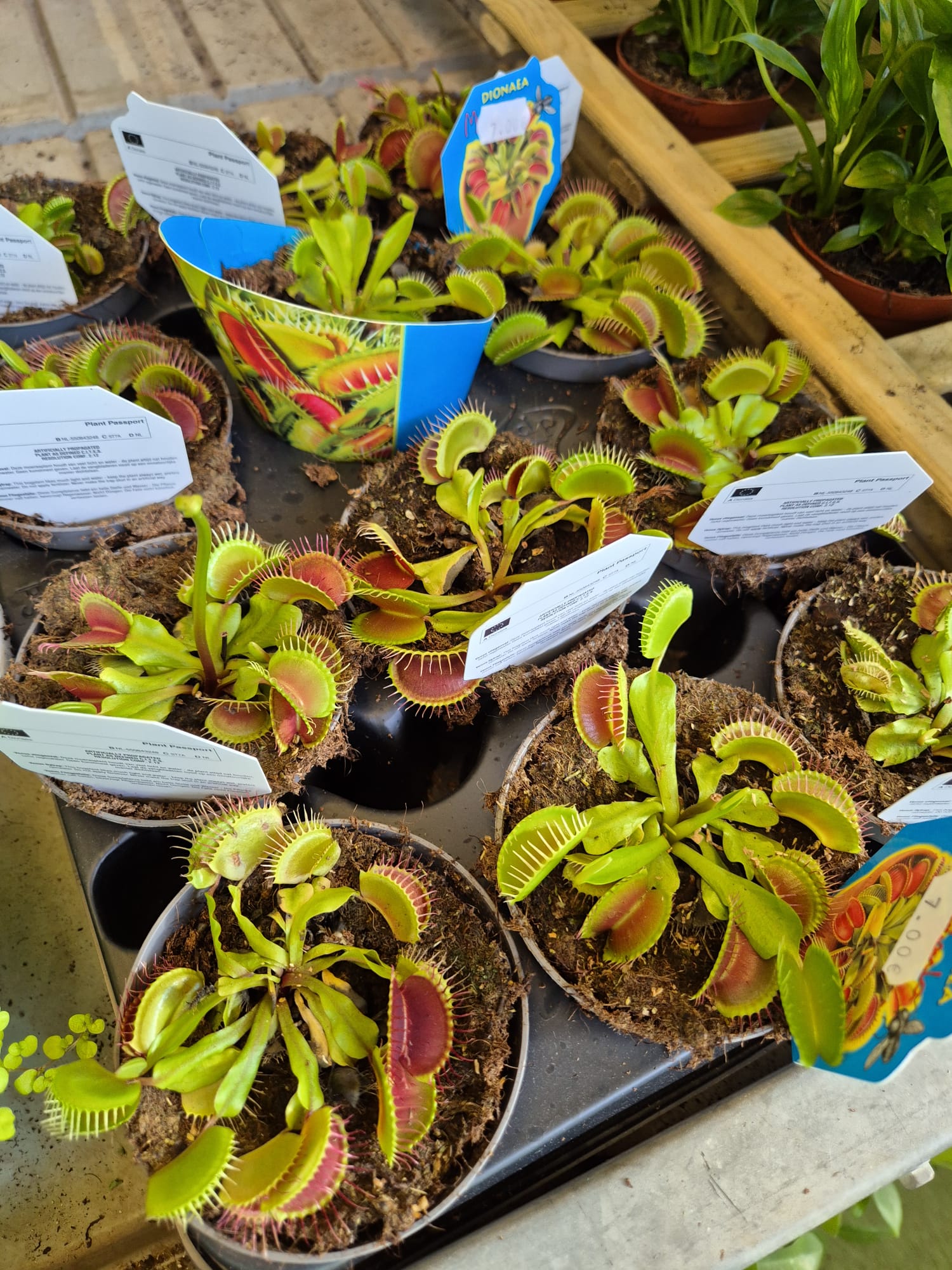 Plant selection and seasonal stock at Garden Center Linda Vista