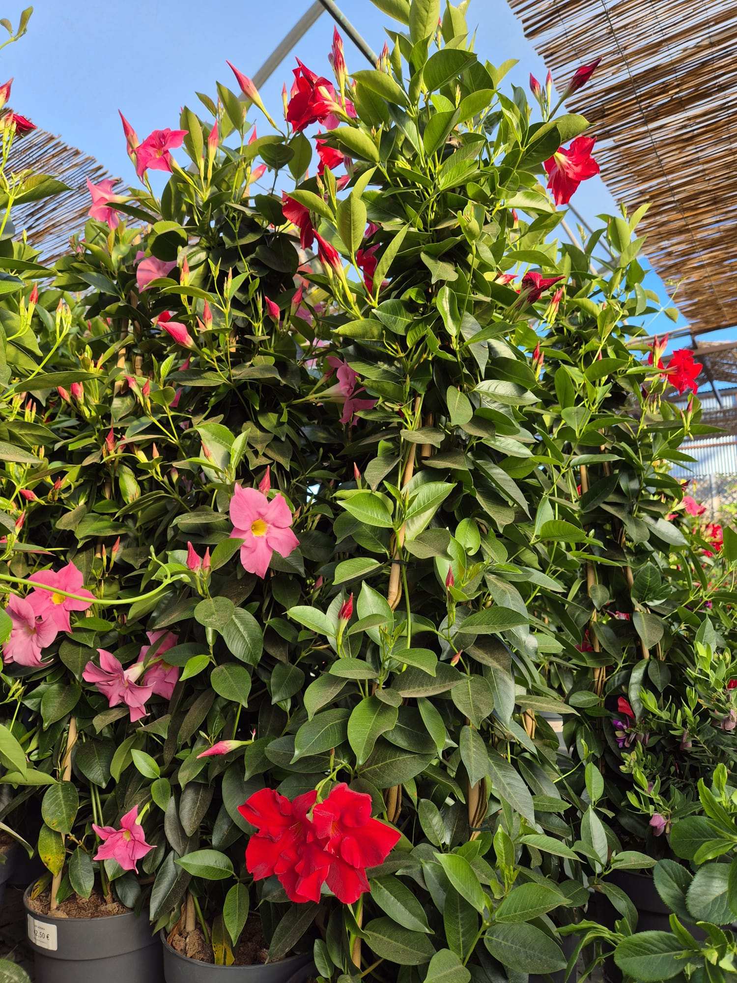 Ornamental plants at Garden Center Linda Vista Marbella
